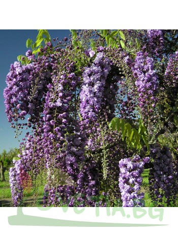 Вистерия  (Wisteria Black Dragon)